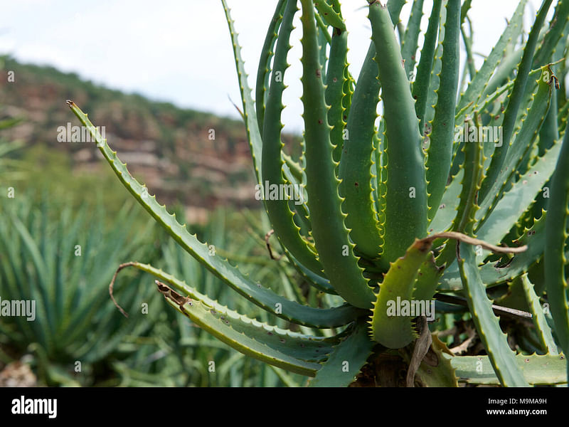 Aloaceae