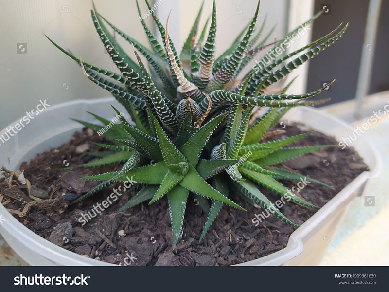Aloaceae