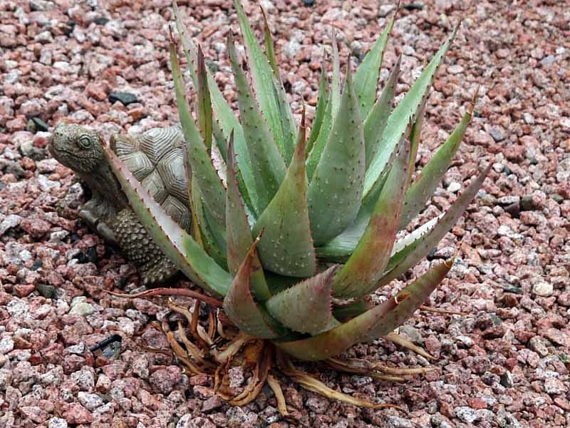 Aloaceae
