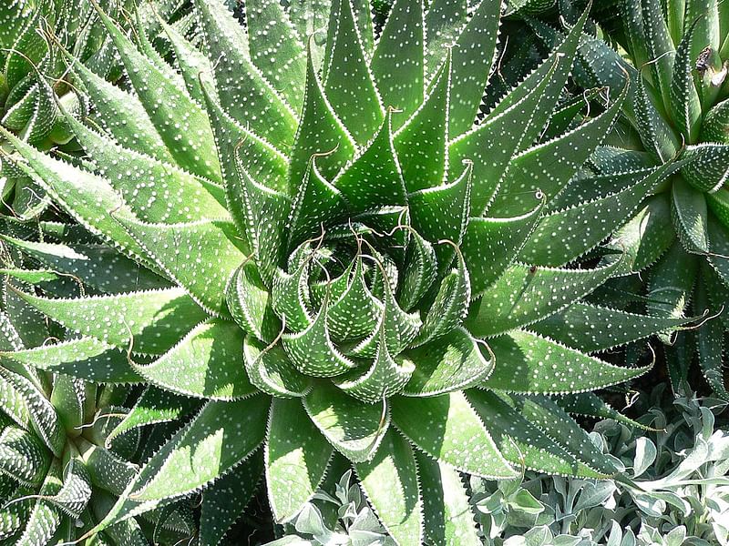Aloaceae