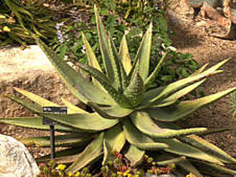 Aloaceae