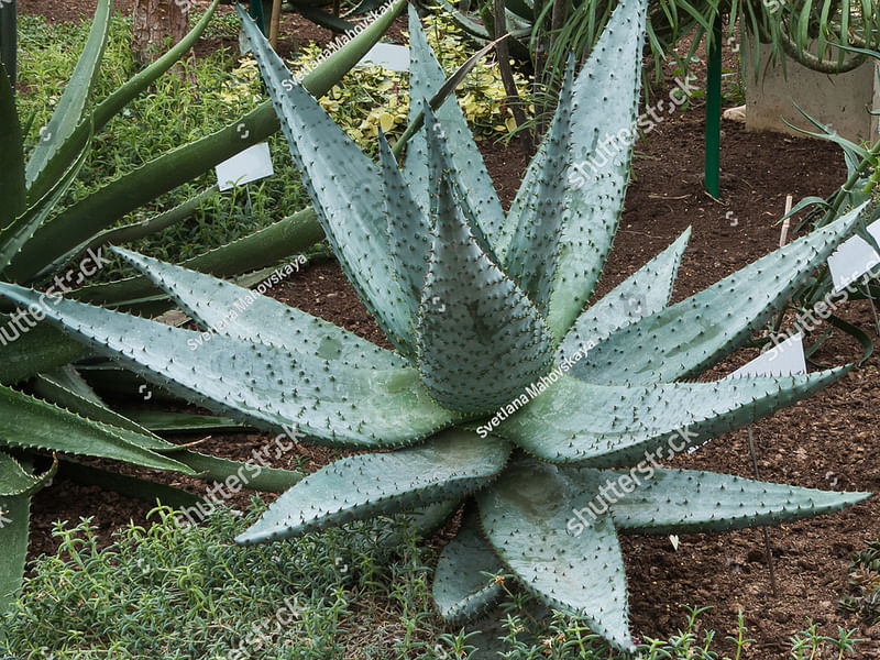 Aloaceae