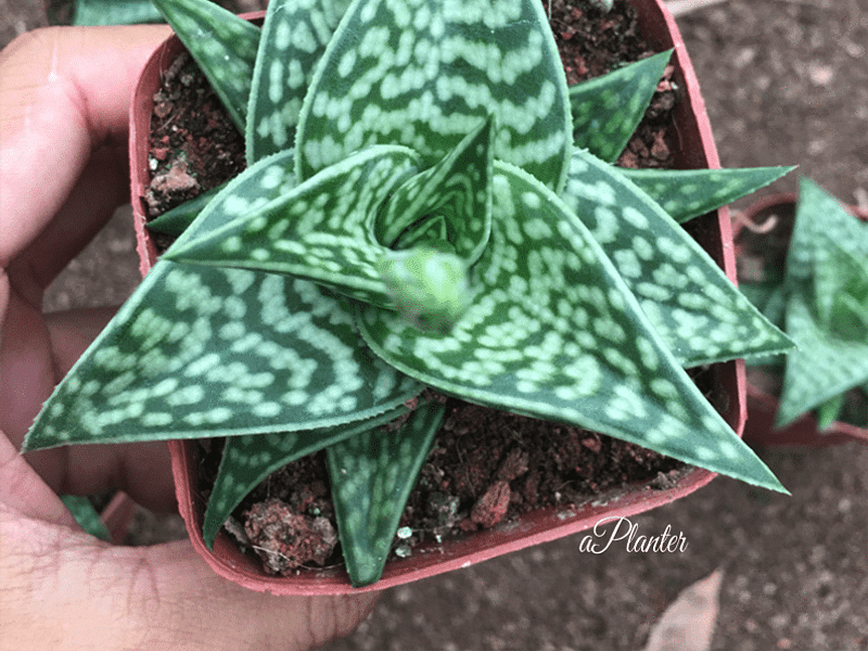 Aloaceae
