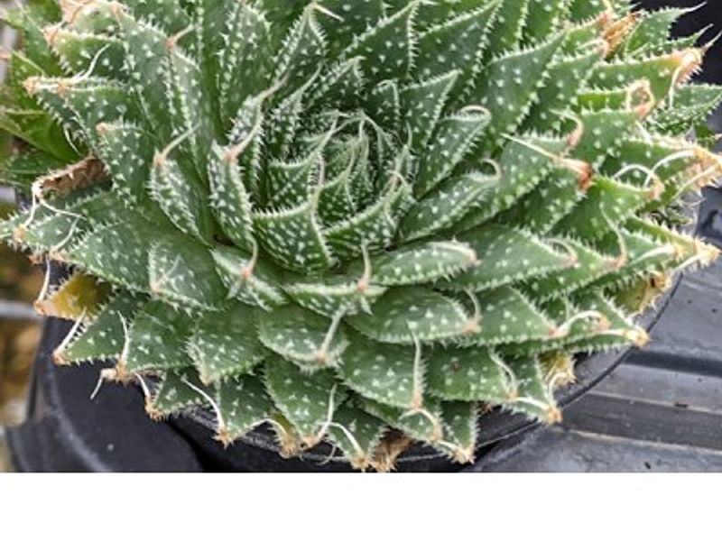Aloaceae
