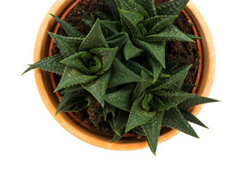 Aloaceae