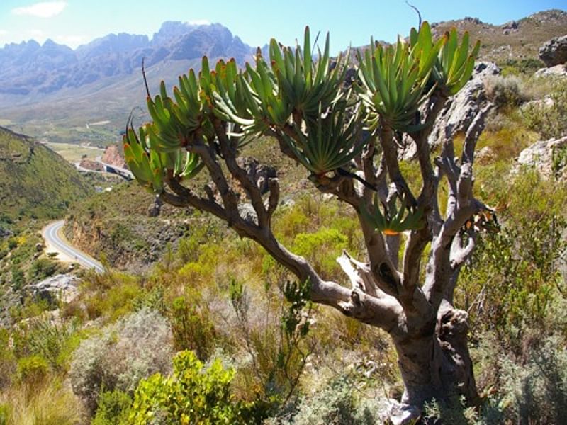 Aloaceae