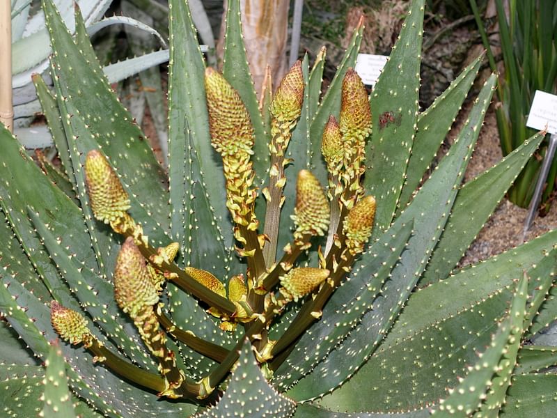 Aloe Aculeata | Aloe | Aloaceae