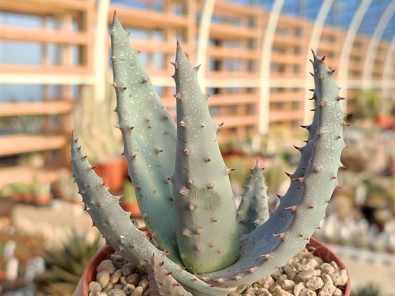 Aloe Aculeata | Aloe | Aloaceae