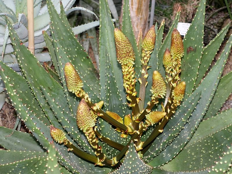 Aloe Aculeata | Aloe | Aloaceae