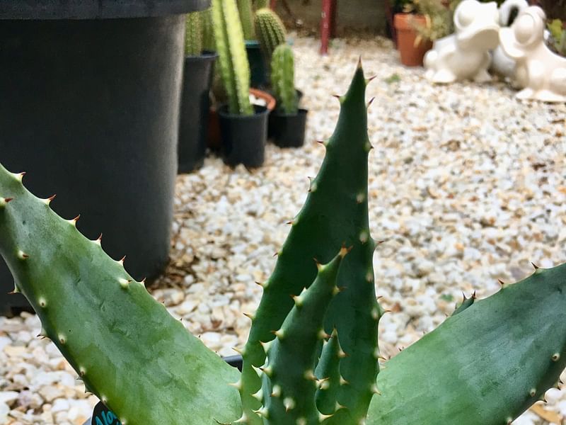 Aloe Aculeata | Aloe | Aloaceae