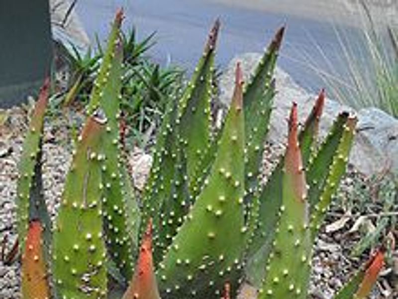 Aloe Aculeata | Aloe | Aloaceae