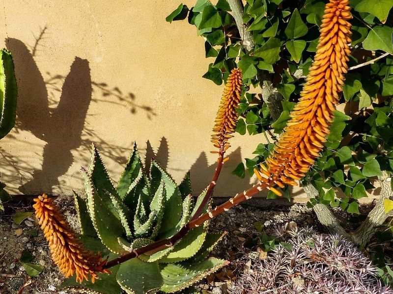 Aloe Aculeata | Aloe | Aloaceae
