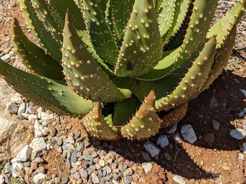 Aloe Aculeata | Aloe | Aloaceae
