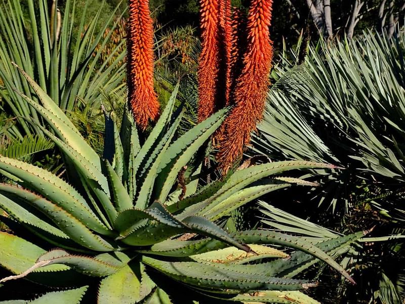 Aloe Aculeata | Aloe | Aloaceae