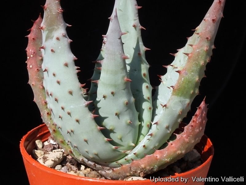 Aloe Aculeata | Aloe | Aloaceae