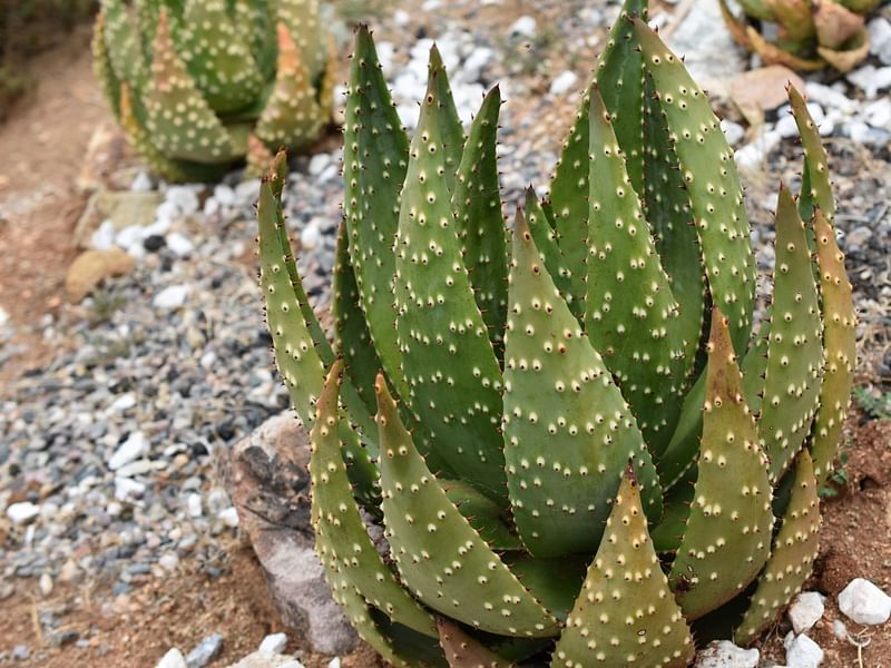 Aloe Aculeata | Aloe | Aloaceae
