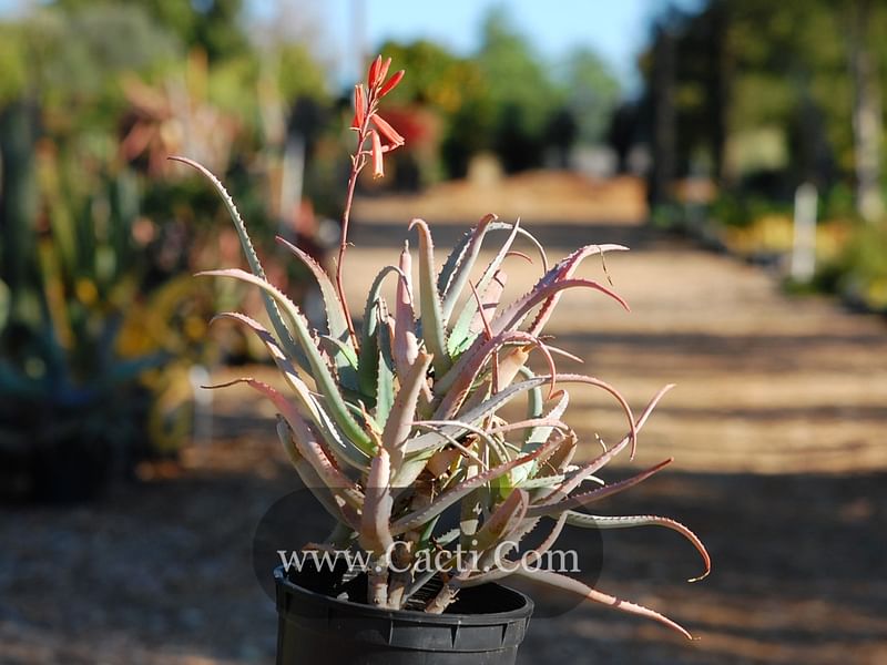 Aloe Acutissima | Aloe | Aloaceae