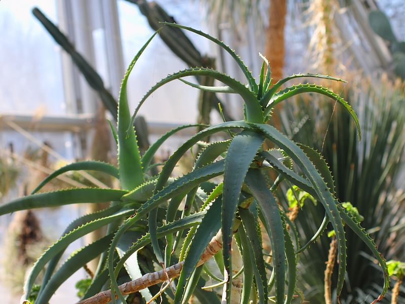 Aloe Acutissima | Aloe | Aloaceae