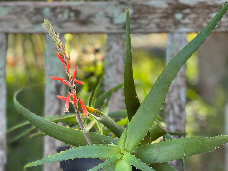 Aloe Acutissima | Aloe | Aloaceae