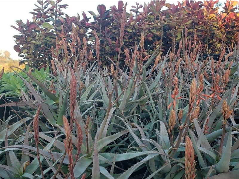 Aloe Acutissima | Aloe | Aloaceae