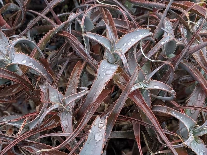 Aloe Acutissima | Aloe | Aloaceae