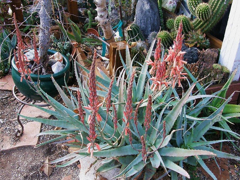 Aloe Acutissima | Aloe | Aloaceae