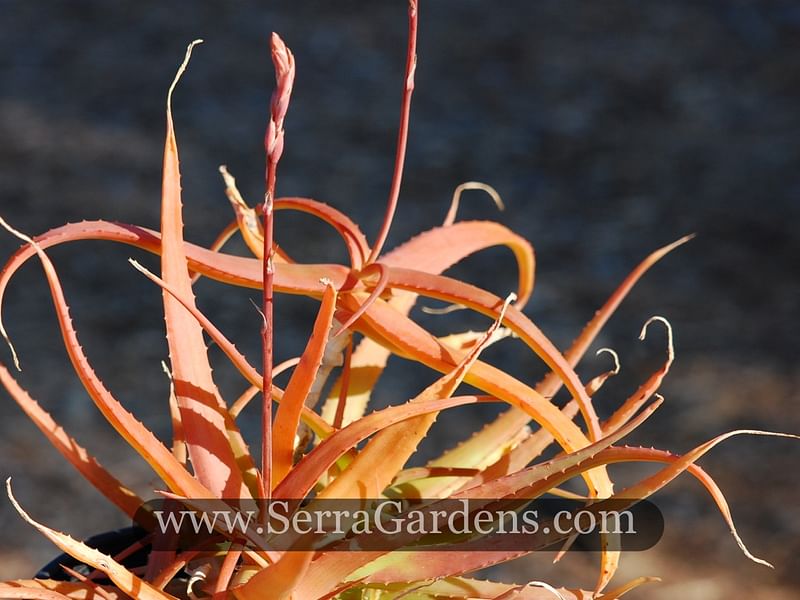 Aloe Acutissima | Aloe | Aloaceae