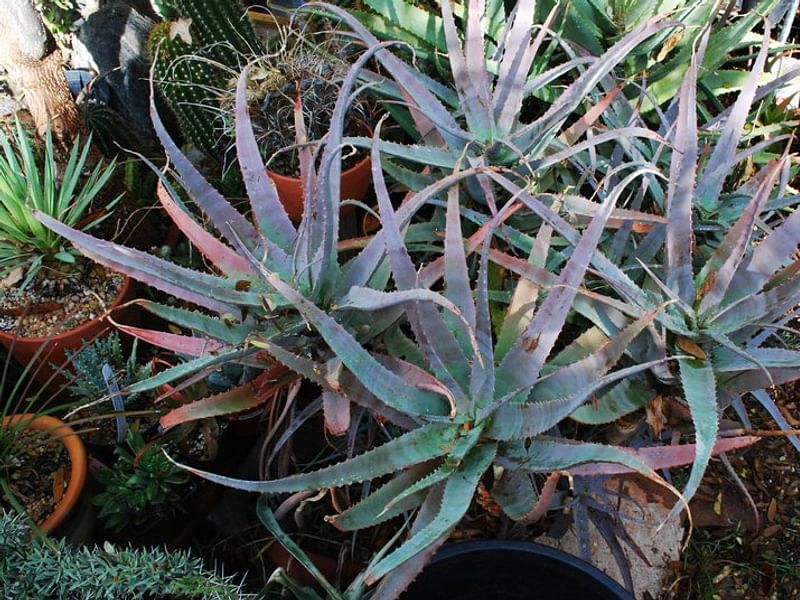 Aloe Acutissima | Aloe | Aloaceae