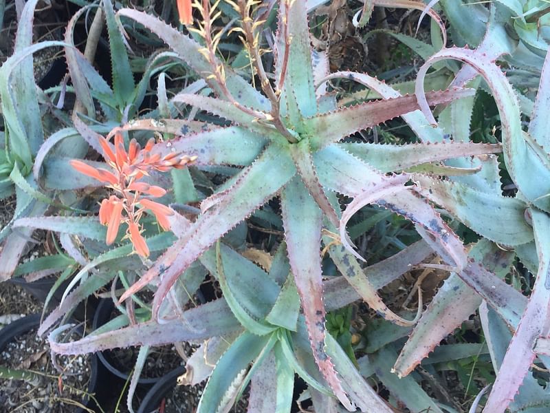 Aloe Acutissima | Aloe | Aloaceae
