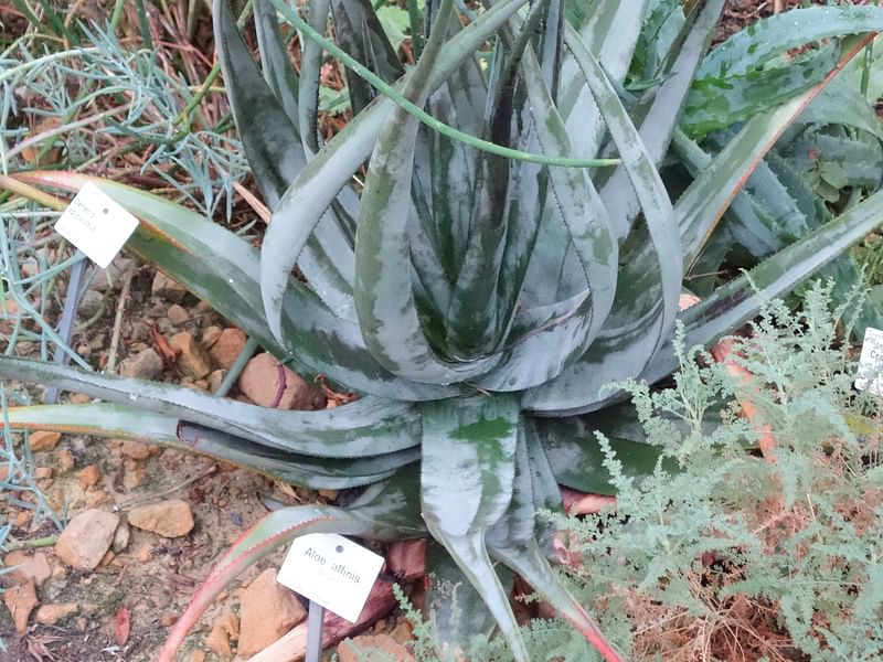 Aloe Affinis | Aloe | Aloaceae