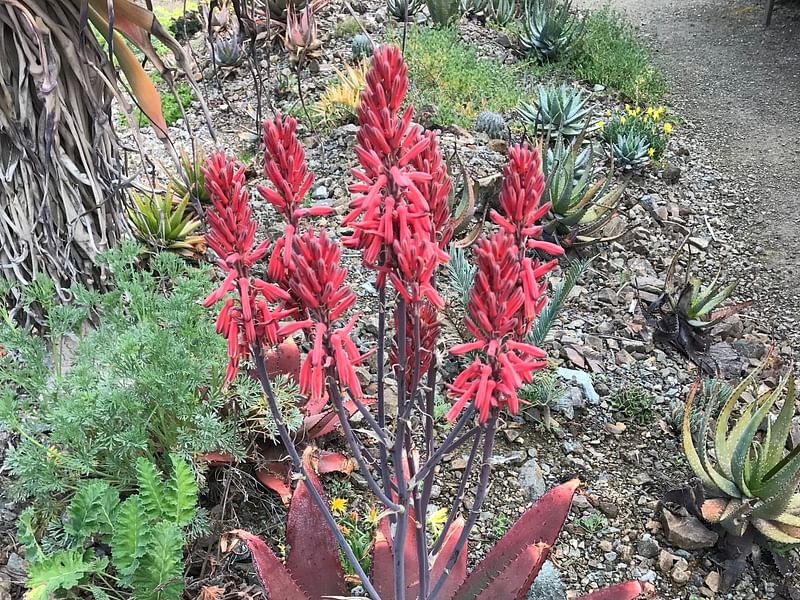 Aloe Affinis | Aloe | Aloaceae