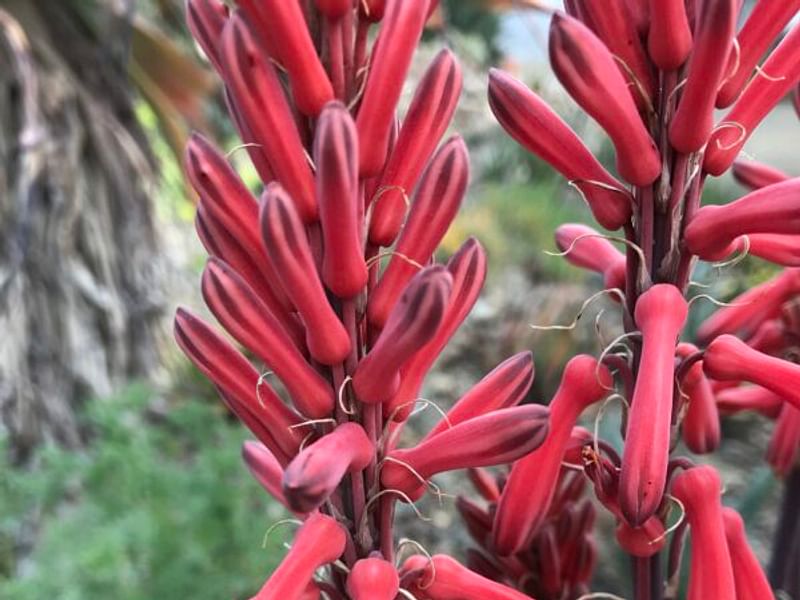 Aloe Affinis | Aloe | Aloaceae