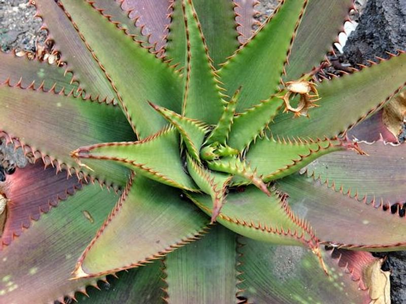 Aloe Affinis | Aloe | Aloaceae