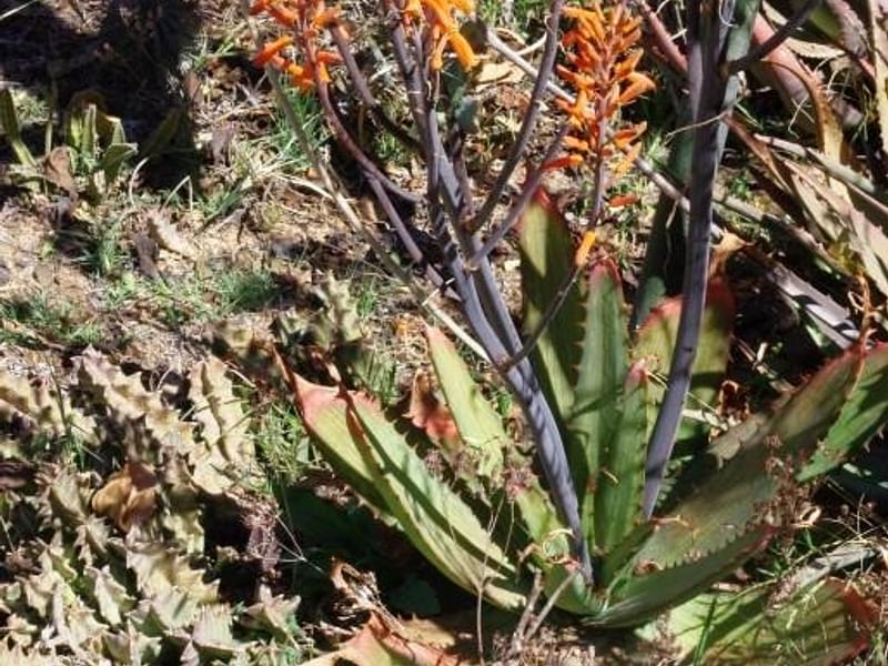 Aloe Affinis | Aloe | Aloaceae