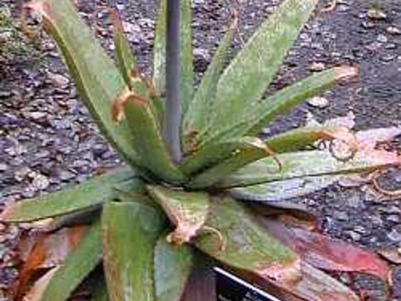 Aloe Affinis | Aloe | Aloaceae
