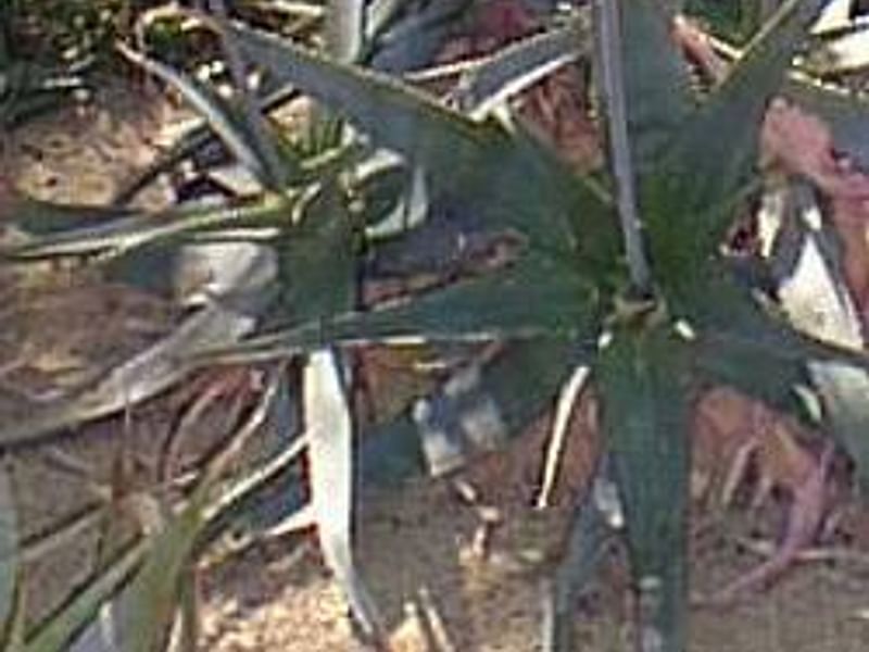 Aloe Affinis | Aloe | Aloaceae