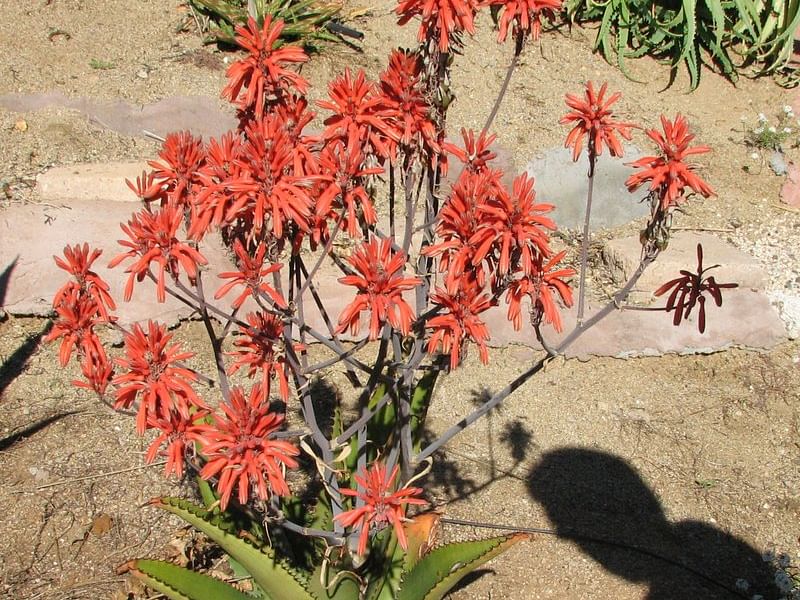 Aloe Affinis | Aloe | Aloaceae