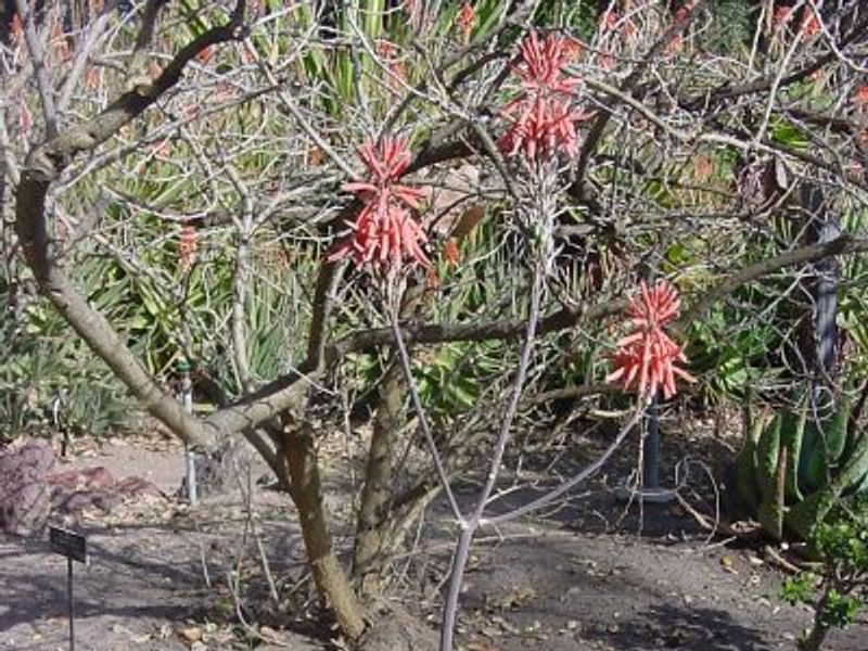 Aloe Affinis | Aloe | Aloaceae