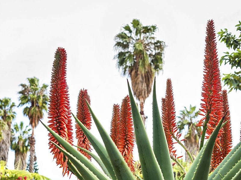 Aloe Arborescens | Aloe | Aloaceae