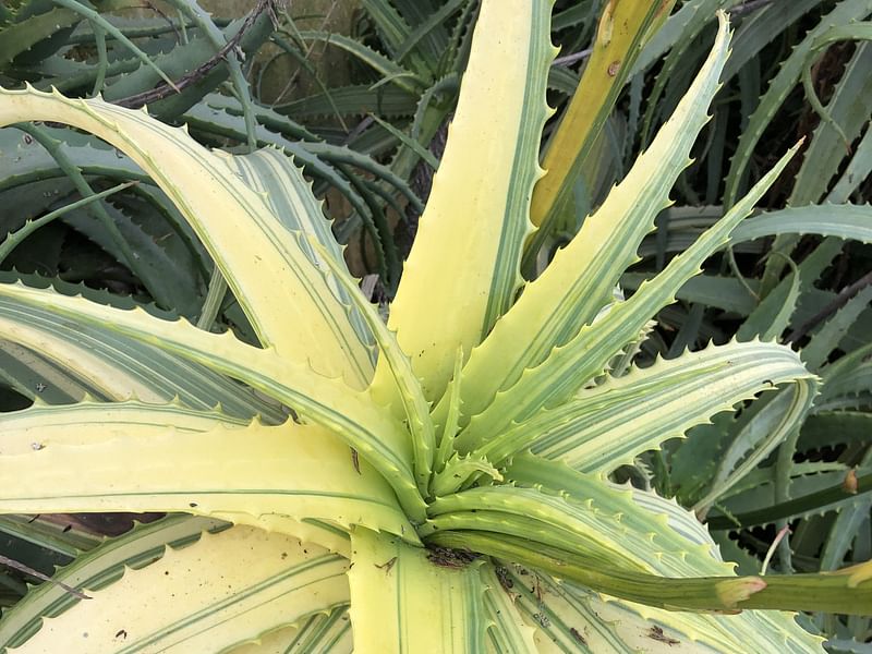 Aloe Arborescens Variegata | Aloe | Aloaceae