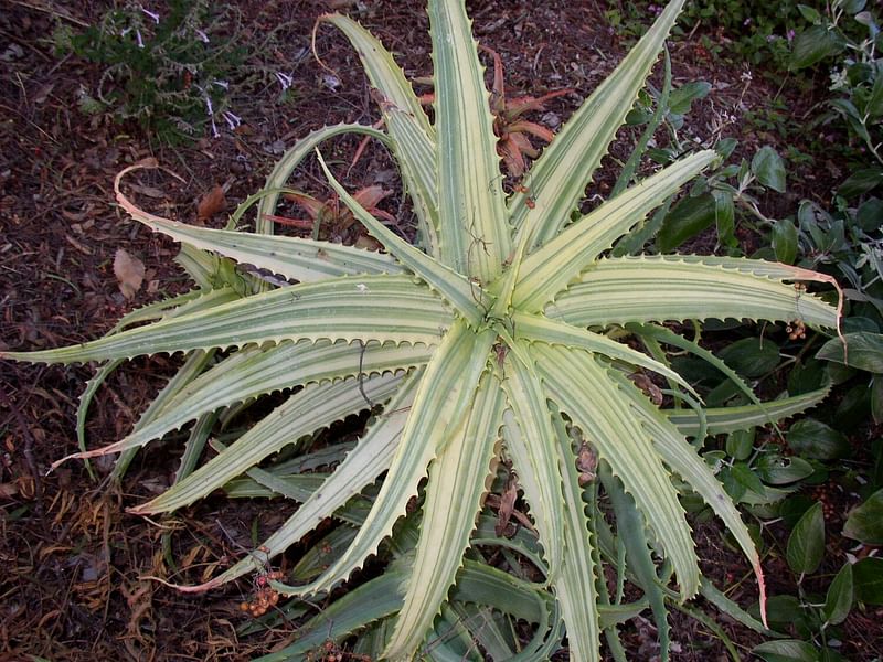Aloe Arborescens Variegata | Aloe | Aloaceae