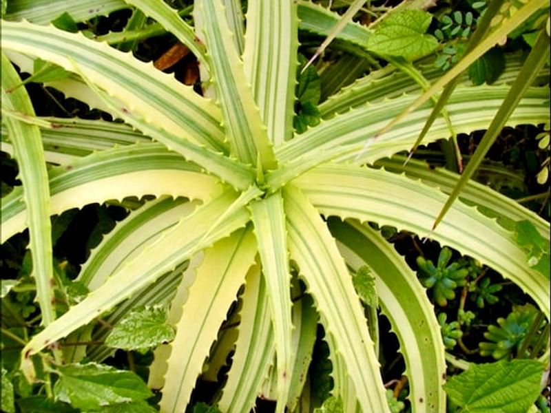Aloe Arborescens Variegata | Aloe | Aloaceae