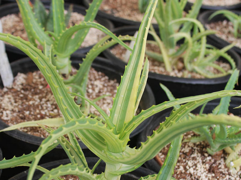 Aloe Arborescens Variegata | Aloe | Aloaceae