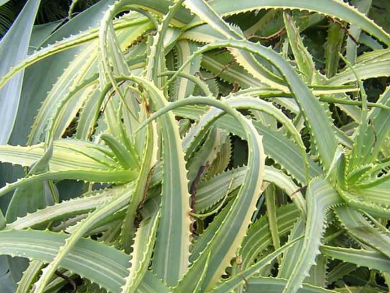 Aloe Arborescens Variegata | Aloe | Aloaceae
