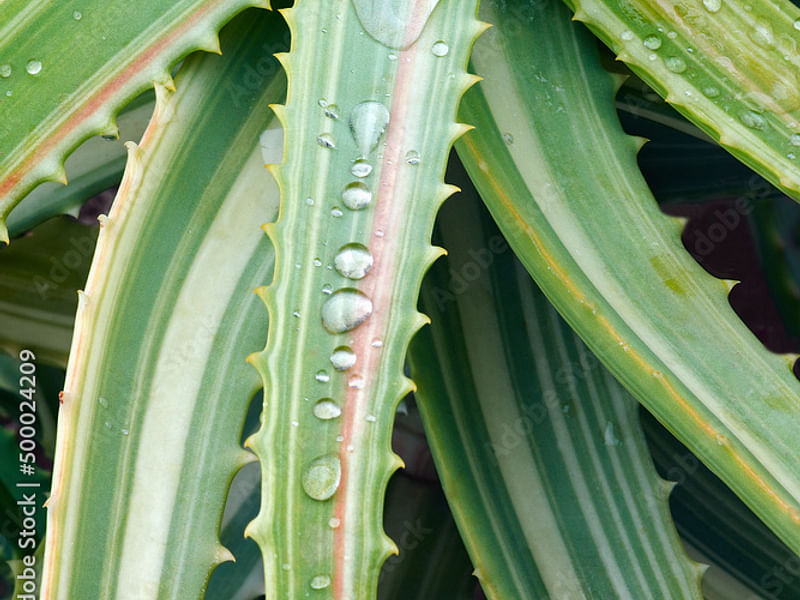 Aloe Arborescens Variegata | Aloe | Aloaceae