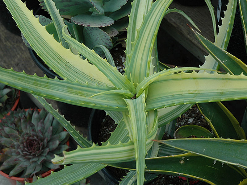 Aloe Arborescens Variegata | Aloe | Aloaceae