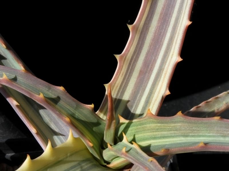Aloe Arborescens Variegata | Aloe | Aloaceae