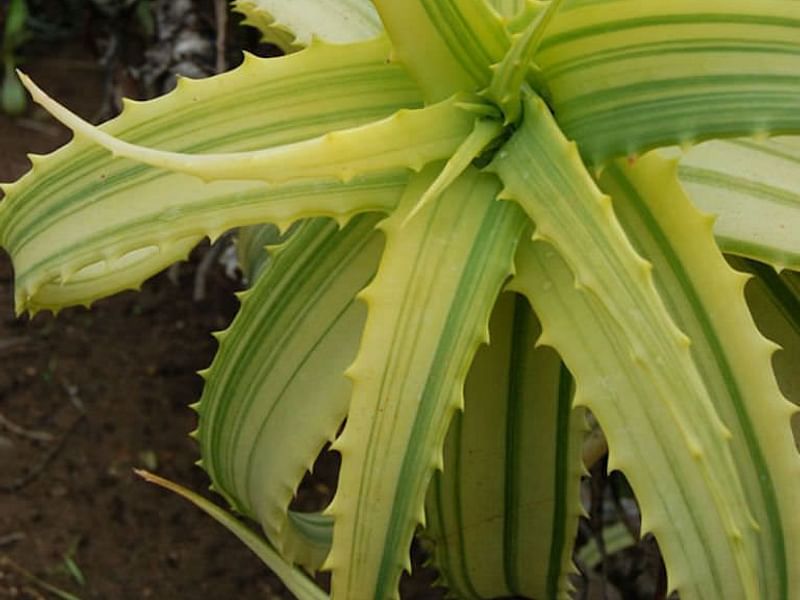 Aloe Arborescens Variegata | Aloe | Aloaceae