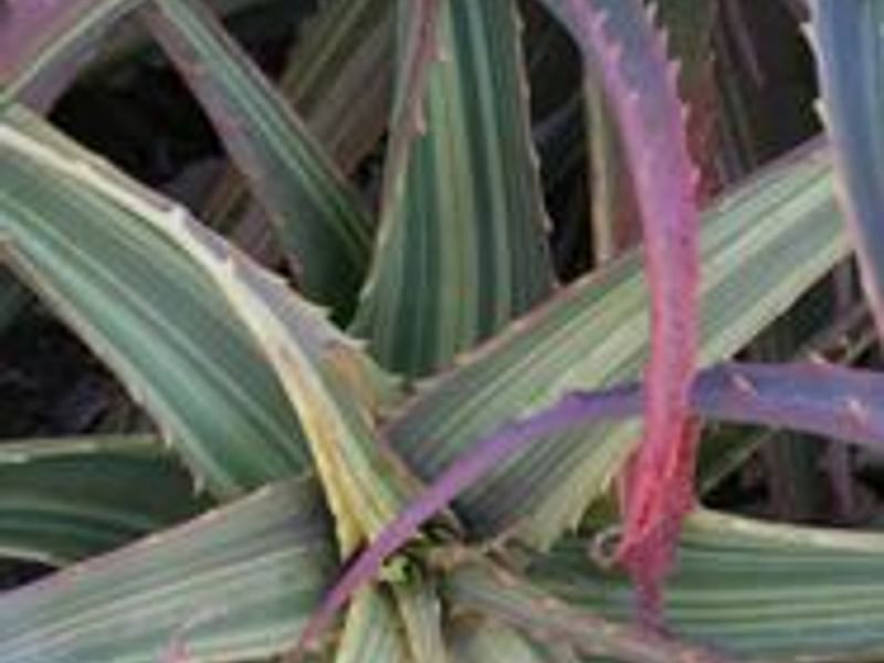 Aloe Arborescens Variegata | Aloe | Aloaceae