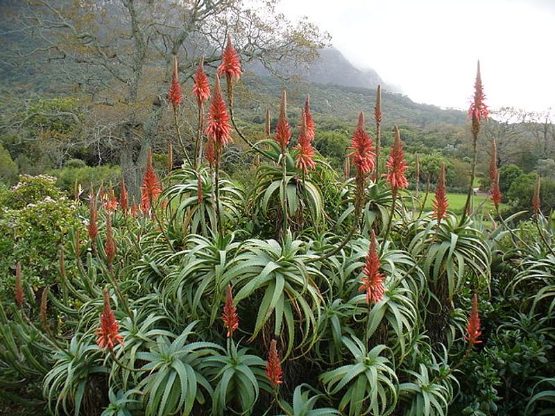 Aloe Arborescens Variegata | Aloe | Aloaceae